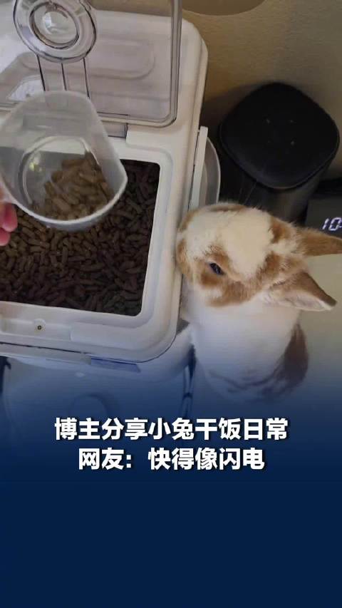 一秒入库！主人喂食兔子闪现饭碗边，网友：快得像闪电