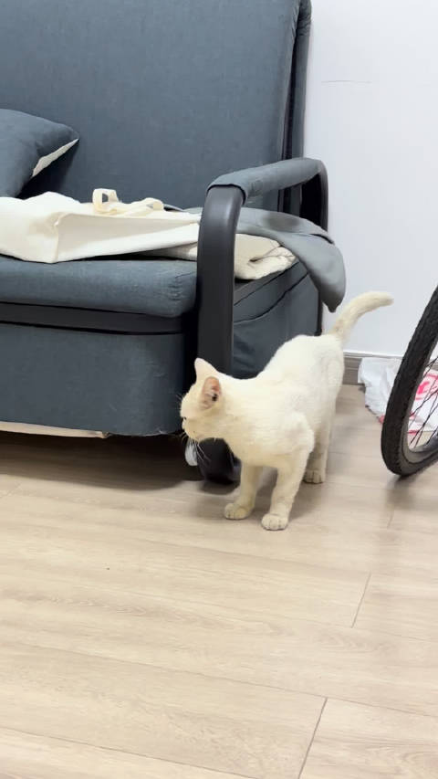 把猫界阿杜绑架回家了 怎么叫声也像阿杜 哑哑的