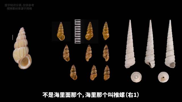 血吸虫幼虫钻进钉螺，疯狂复制数千条新幼虫再钻入人体