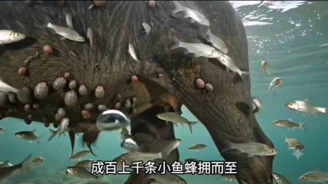 的生存法则不总是残酷的斗争，也有友好互助，相得益彰