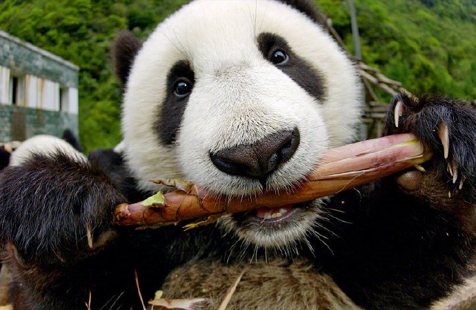 大熊猫每天吃30公斤竹子能消化多少? 大熊猫每天吃30公斤竹子能消化多少?
