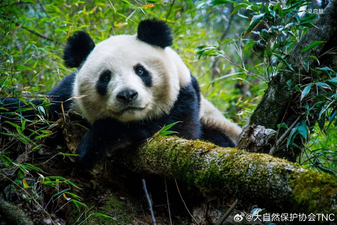 大熊猫为什么要花那么多时间吃竹子? 大熊猫为什么要花那么多时间吃竹子?