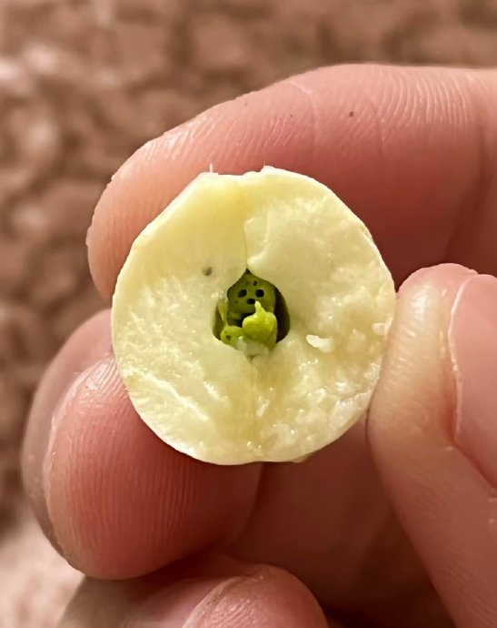 莲子切开惊现小哪吒？科学揭秘来了