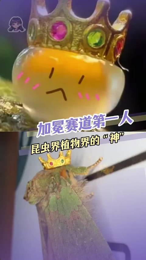 为王的加冕献上王冠！