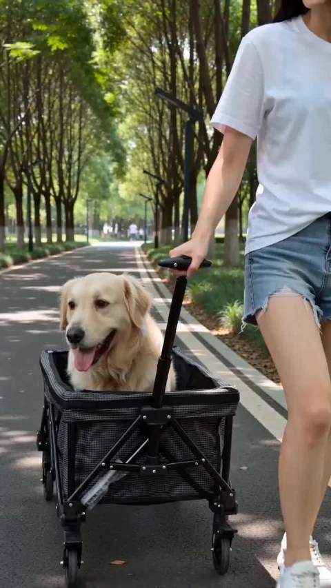 露营车推狗去打疫苗，狗子趴稳世界安静