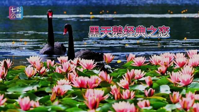 爱是什么，心甘情愿都是答案