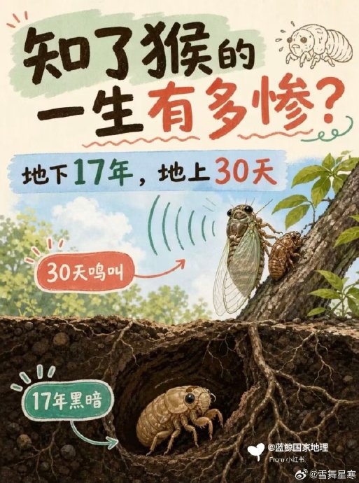 知了猴从若虫到蝉的羽化过程需要多久？