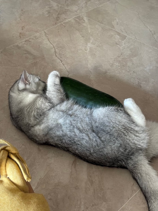 猫咪抱冬瓜乘凉会有什么健康风险? 猫咪抱冬瓜乘凉会有什么健康风险?