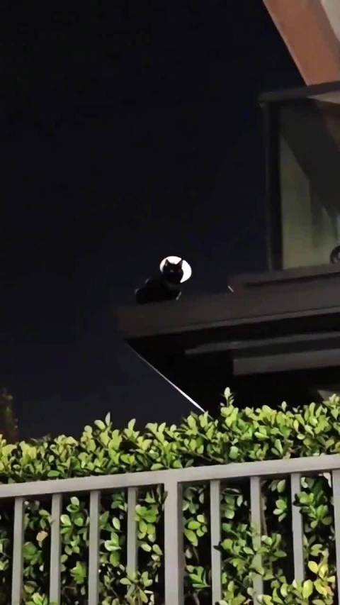 最近经常看到这个蝙蝠侠信号灯！