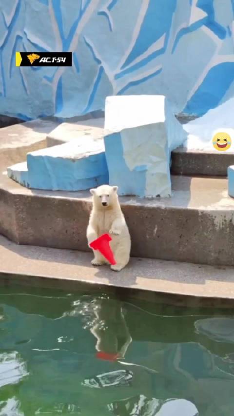 小北极熊玩路锥，竟然一头扎进水里，太可爱了