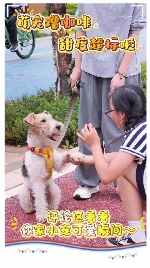 谁能拒绝咖啡嘉年华里的毛茸茸暴击