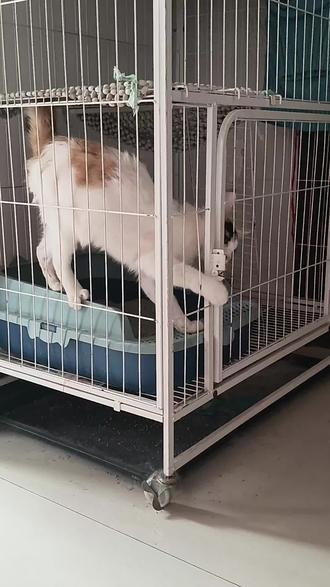 越狱的猫咪，我说你是怎么出来的，原来你也会开门了啊！