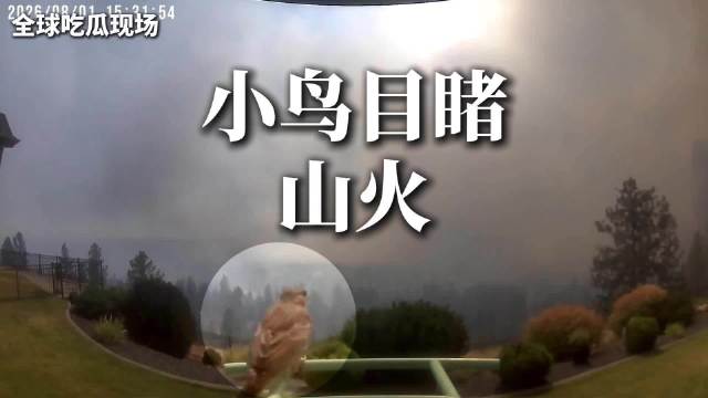 最绝望“前排视角”：小鸟在喂鸟器觅食，身后家园被大火吞噬