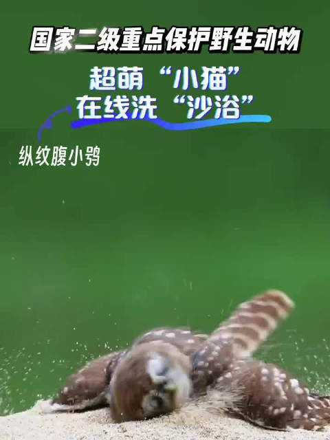 萌态十足！原来猫头鹰是这样洗澡的
