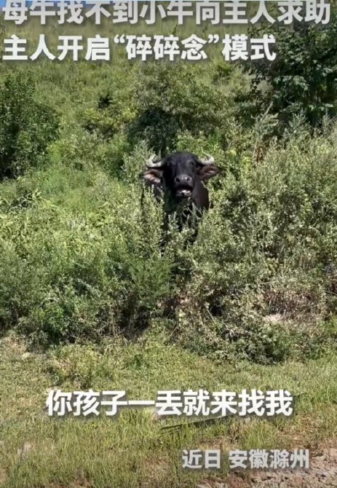 母牛发现小牛丢了是如何向主人求助的? 母牛发现小牛丢了是如何向主人求助的?