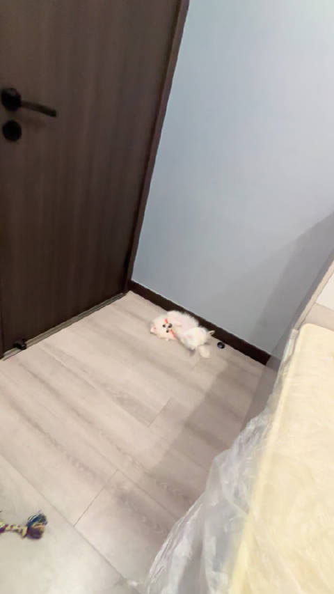 宠物哈哈半夜越狱成功主人开门发现