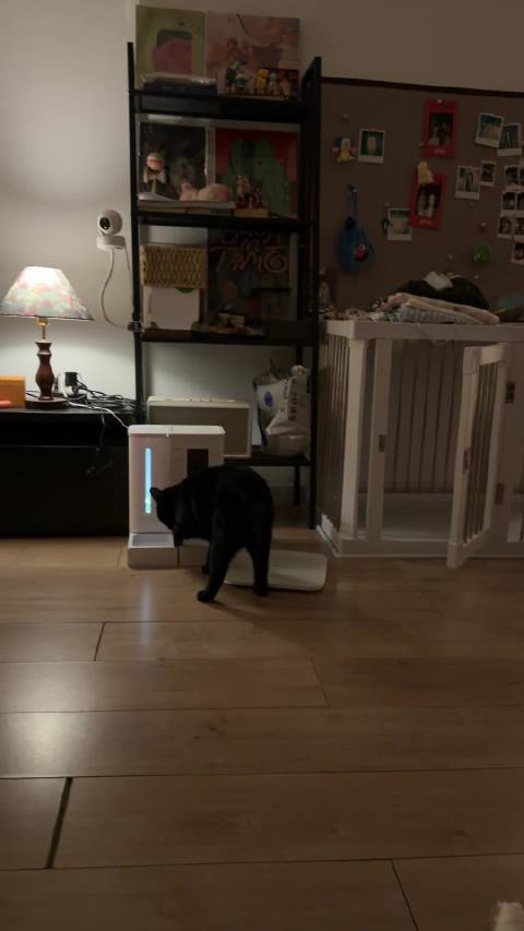 命运戏弄大馋猫 黑豹就这么扒拉扒拉 然后刚好设置的20:50放餐真给她吃上了