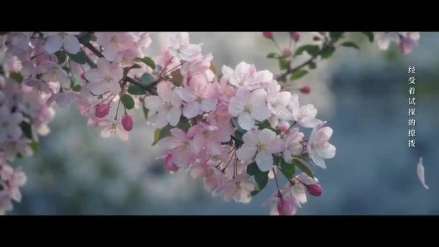 李柏则绝笔信托付海棠青，翡翠双镯寄七年深情