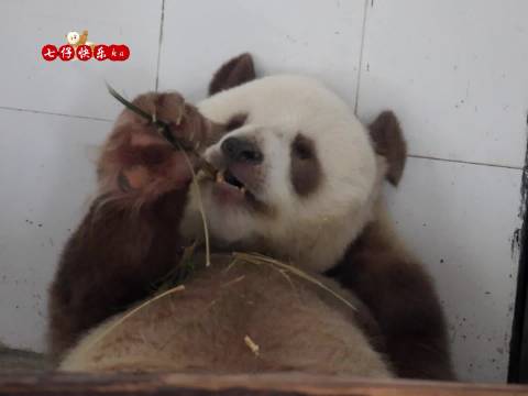 七仔仔又让我看大鼻孔！秦岭棕色大熊猫七仔