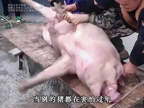 这只猪厉害哦 只要思想不滑坡 办法总比困难多