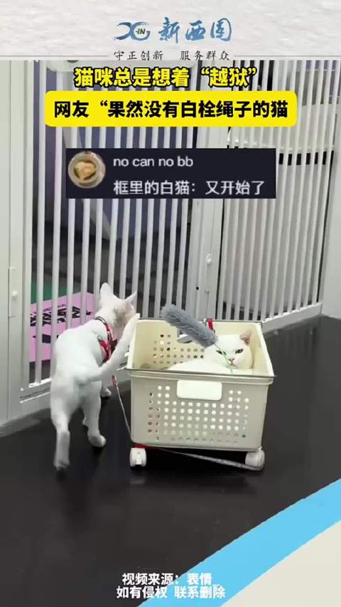 猫咪总是想着“越狱” 网友：“果然没有白栓绳子的猫”！