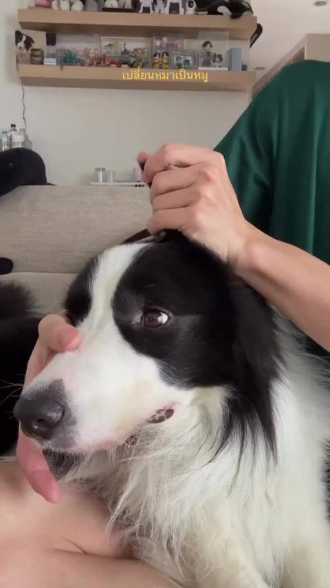 把狗变成猪。（怕大家不理解还加了评论） 看电影入戏（太深），拿来用在狗身上