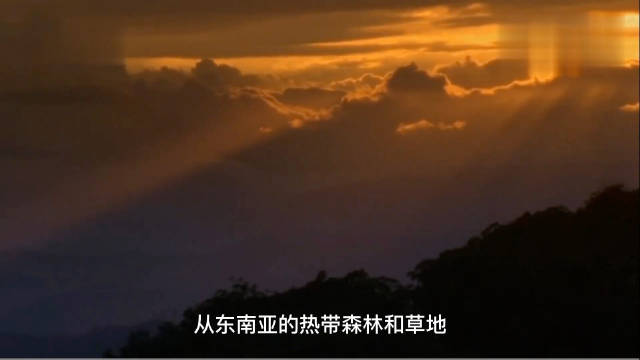 云南茶园发现眼镜王蛇一家38口，消防捕获移交