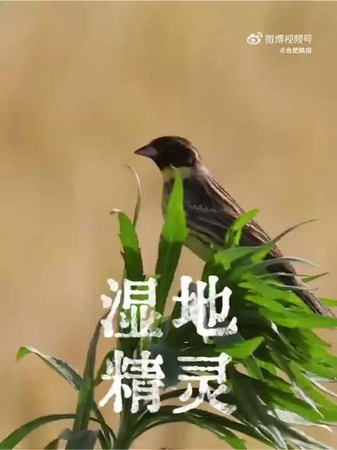 极危物种在合肥有安心驿站
