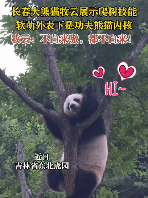 长春大熊猫牧云爬树，软萌外表下功夫熊猫内核