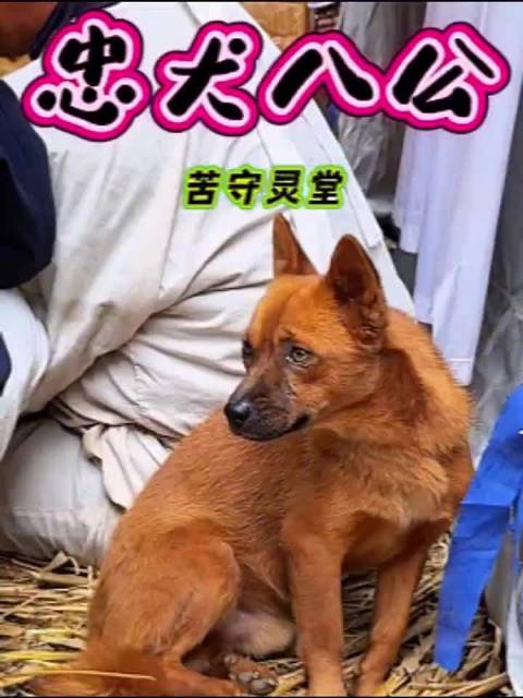 忠犬八公 看的太难过了