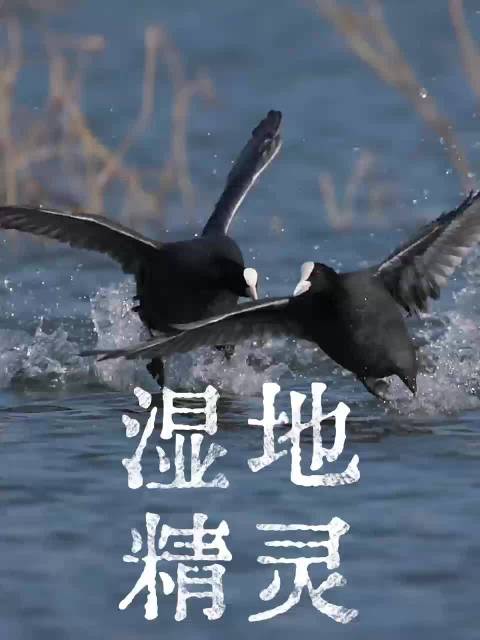 合肥的白额绅士