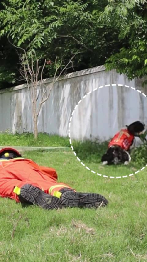 当训导员假装晕倒测试搜救犬