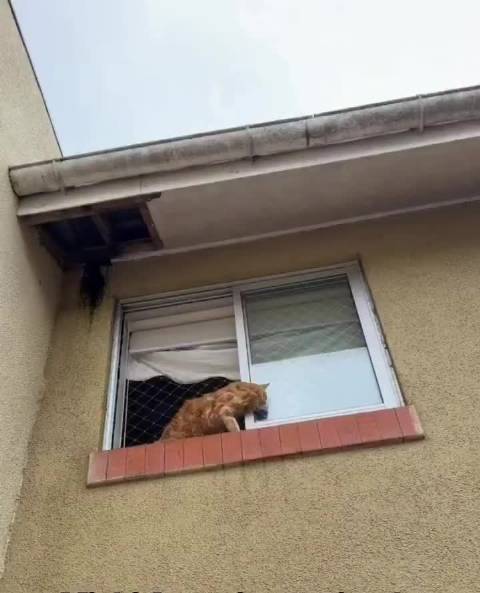 越狱失败的猫猫