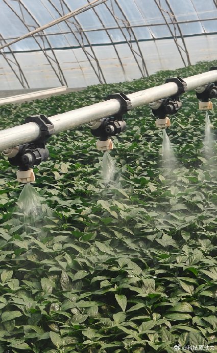 寿光新型高温拱棚适合种植哪些蔬菜？