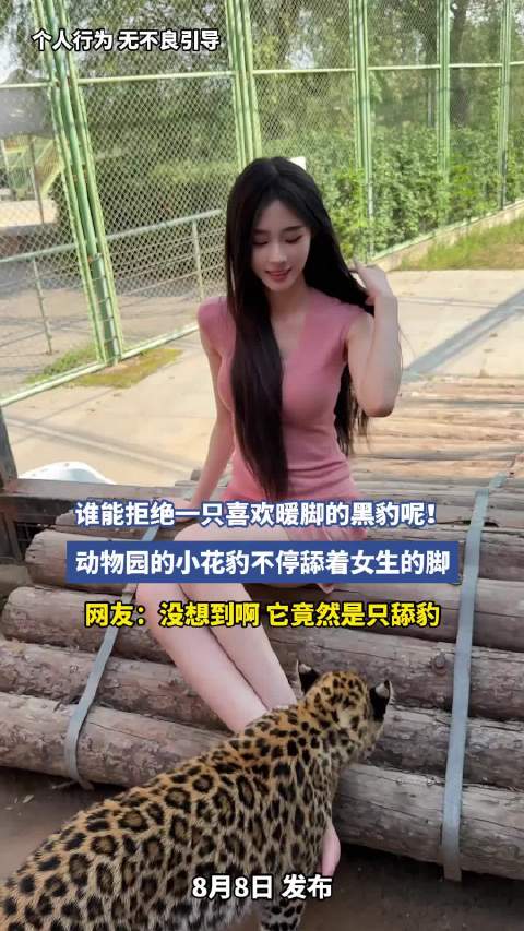 谁能拒绝一只喜欢暖脚的黑豹呢！动物园的小花豹不停舔着女生的脚！