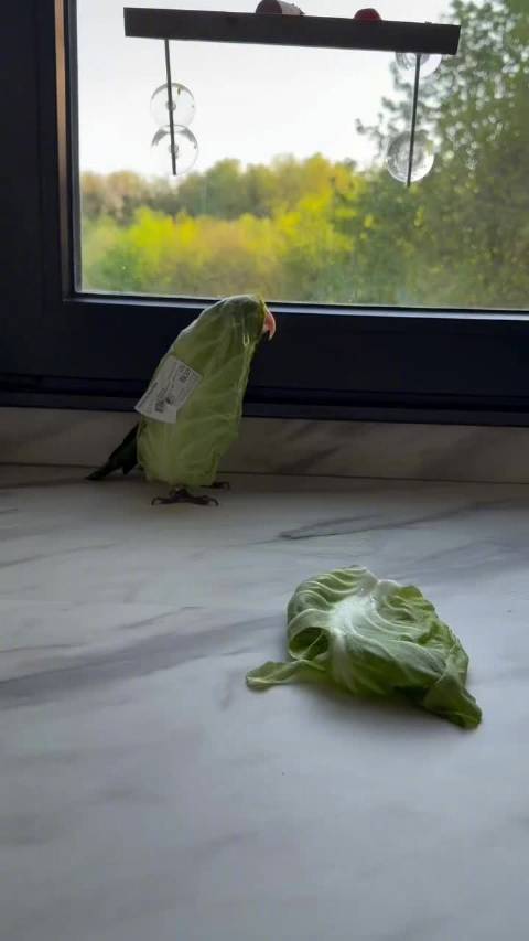 鹦鹉自称卷心菜，伪装者版本逗趣上线