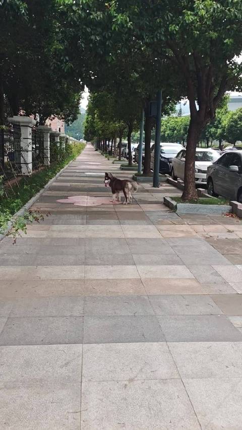 虎虎仔不牵绳也等主人，狗仔最粘人