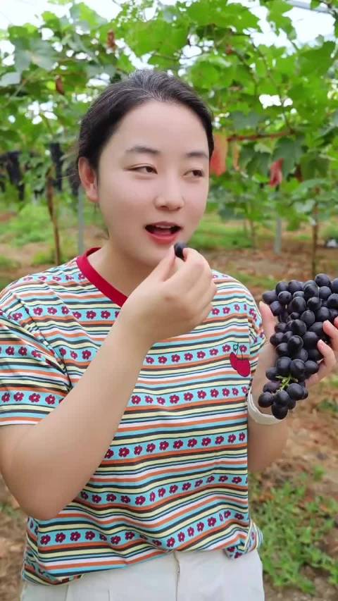 合肥大圩花香葡萄上市，每斤30元市民采摘正当时