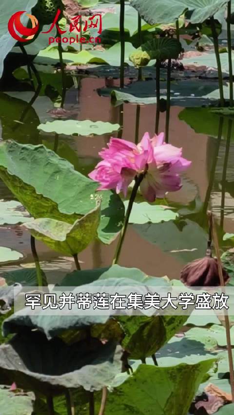 经纬夜话 好运“莲莲”！集美大学并蒂莲惊艳盛放