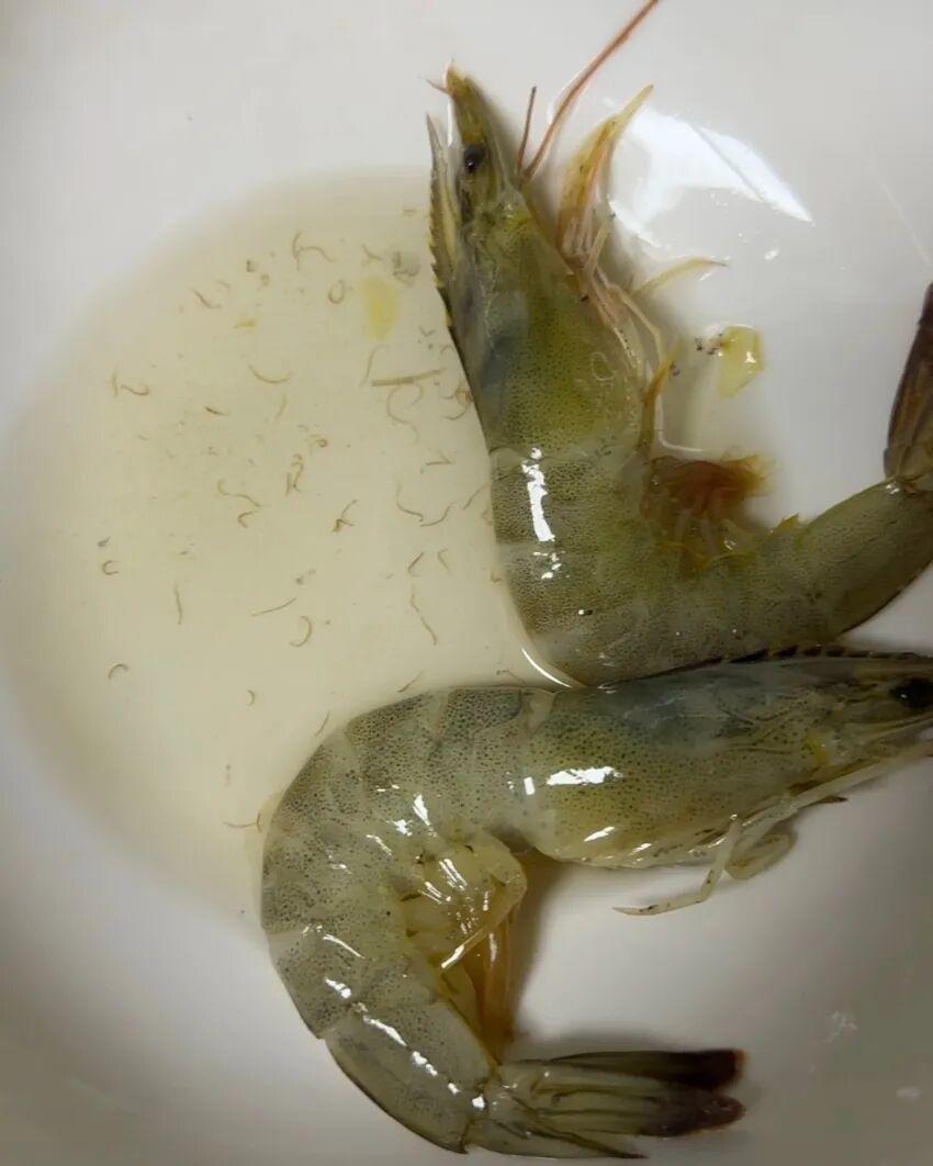 寄生虫还是虾崽？女子洗虾洗出密密麻麻线状虫子，医生回应