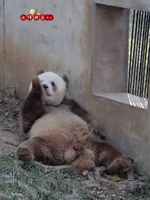 七仔仔各种小动作又萌又可爱！秦岭棕色大熊猫七仔
