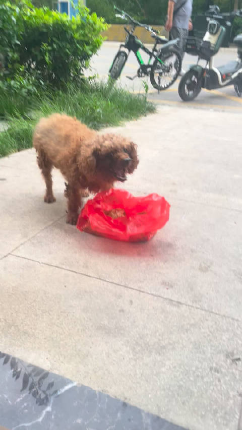 她一定像天使一样会给楼下的小黄买狗粮