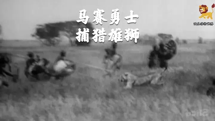 马赛人捕猎雄狮，把狮子扎成了刺猬，太硬核了