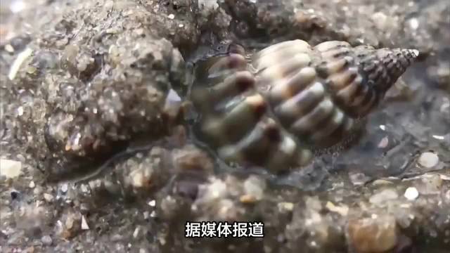 千万别碰这种螺！女子吃完心跳骤停
