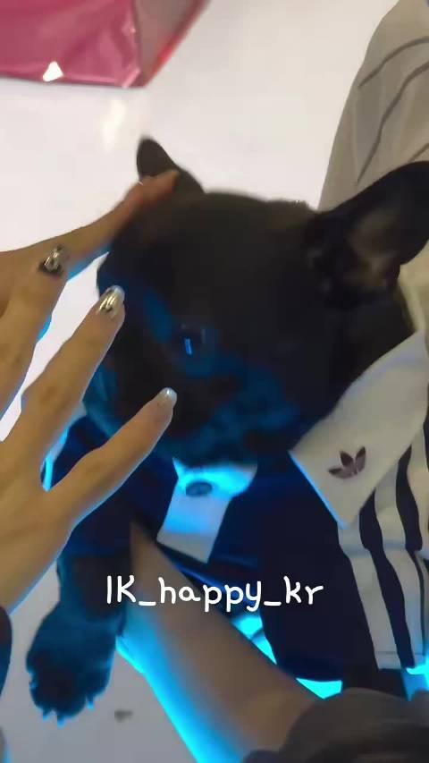 何与称赞爱犬黑啤温顺可爱治愈人心