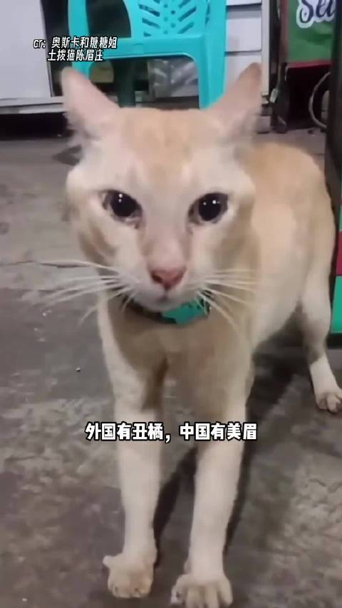 外国有丑橘，中国有美眉