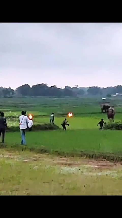 人：大象怕火， 象：他们怎么不怕大象