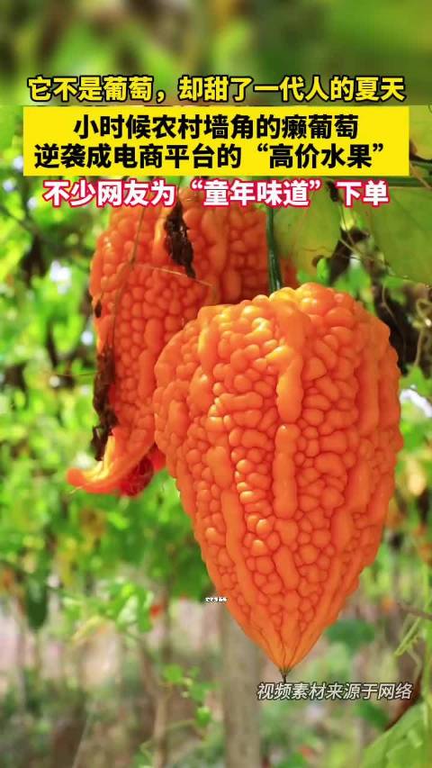 癞葡萄从乡下墙角火遍合肥电商圈