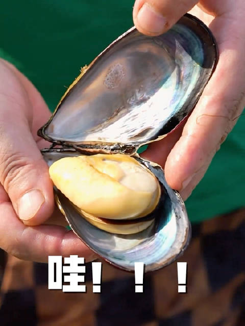 东极淡菜半月赏味期，鲜甜海味正当时