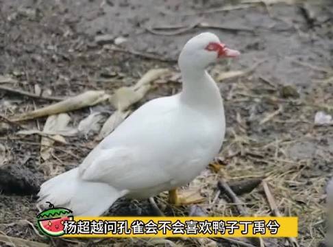 《一款谨言慎行型艺人》哈哈哈哈哈哈快把我笑傻了